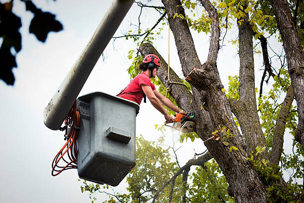 Best Tree Trimming and Pruning  in North Auburn, CA